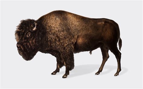 American Bison illustration - Download Free Vectors, Clipart Graphics ...