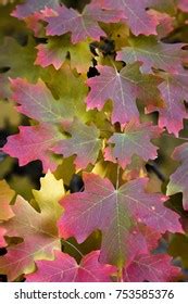 Fall Color Palette Stock Photo 753585376 | Shutterstock