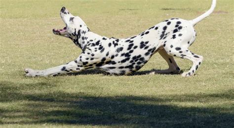 Dog Stretching - Dogslife. Dog Breeds Magazine