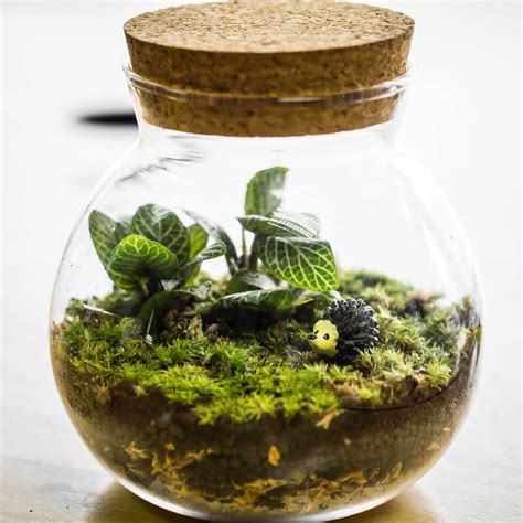 12 Tips for Making a DIY Terrarium: How to Build a Terrarium