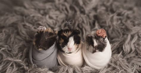 Newborn Guinea Pig Photo Shoot Is A Top Contender For Cutest Thing Ever | HuffPost Canada