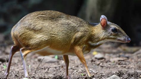 Mouse-Deer (Chevrotain) Pictures - AZ Animals