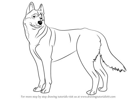 Learn How to Draw a Husky (Dogs) Step by Step : Drawing Tutorials