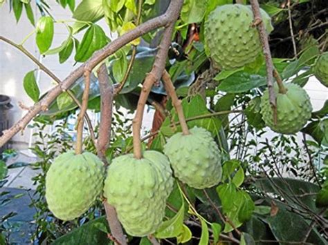 50Pcs Cherimoya Plant Seeds by Street97 | Cherimoya, Unique fruit, Fruit