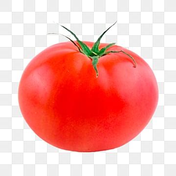 Of Tomato PNG Transparent Images Free Download | Vector Files | Pngtree