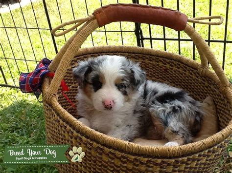 Handsome blue Merle - Stud Dog in California , the United States ...