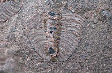 What the Cambrian Fossils in the Rocky Mountains of Canada Reveal | Paleontology World