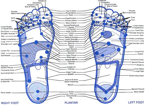 31 Printable Foot Reflexology Charts & Maps ᐅ TemplateLab