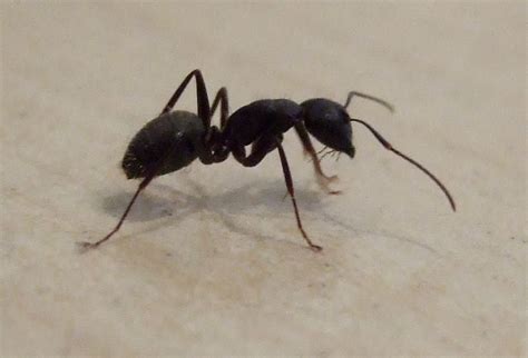 Black Carpenter Ant - Reliable Pest Solutions