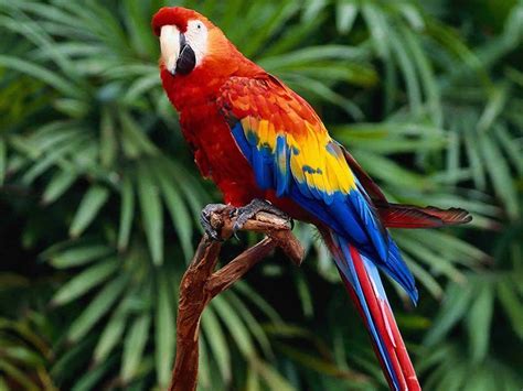 Parrot Wallpapers - Top Free Parrot Backgrounds - WallpaperAccess