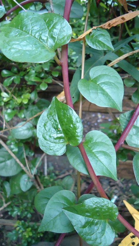 Recipe: Malabar Spinach Stir Fry - Los Angeles Green Grounds