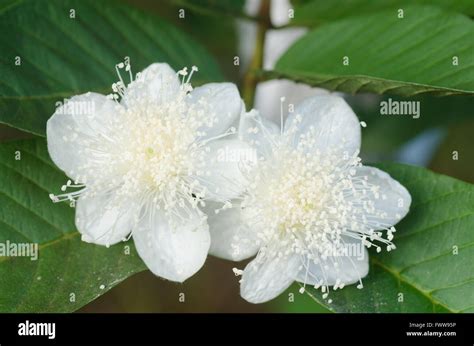 Guava Flower High Resolution Stock Photography and Images - Alamy