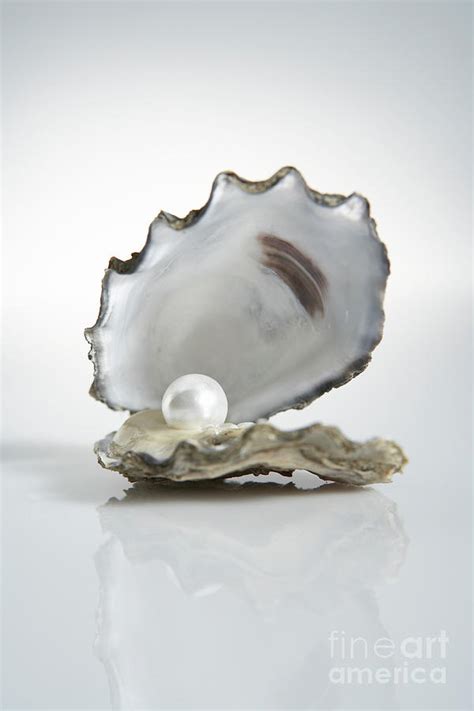 Pearl Inside Oyster Shell by Thomas Northcut