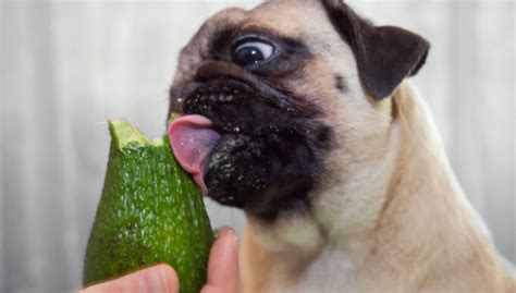 Can Dogs Eat Avocado: 13 Surprising Benefits and Potential Risks – Top ...