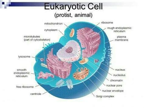 Draw a neat and well labeled diagram of eukaryotic cell. - Brainly.in