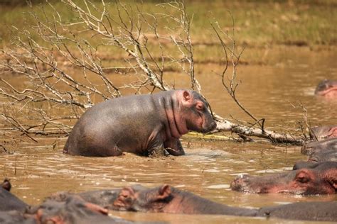 Hippo Mating & Gestation - St Lucia South Africa