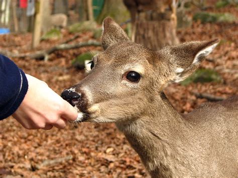 Deer | Free Stock Photo | A person hand feeding a deer in the woods ...