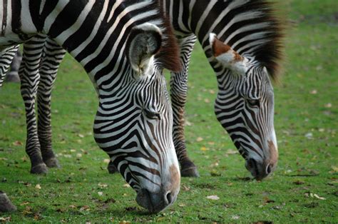 Zebra | Free stock photos - Rgbstock - Free stock images | Stockperfect ...