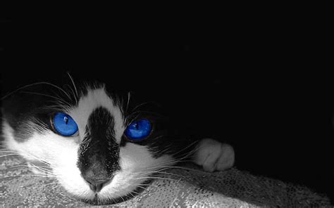 Tuxedo Blue | kitty.green66 | Flickr