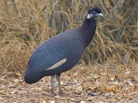 crested guineafowl sp. - eBird