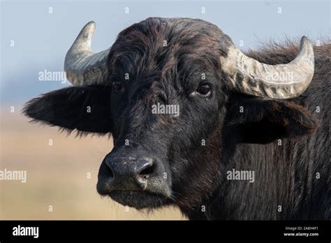 Bufalo d'acqua (Bubalus bubalis), il ritratto di una bella mammifero da ...