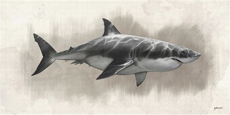 Great White Shark Drawing Digital Art by Steve Goad - Fine Art America