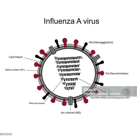 Struktur Virus Influenza A Yang Menunjukkan Komponen Penting Hemagglutininha Neuraminidasena Rna ...