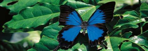 Kuranda Butterfly Sanctuary