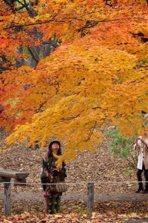 Autumn Leaves in Hokkaido | Japan Fall Season 2019 | Kyuhoshi