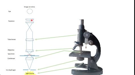 Optical Microscope Diagram