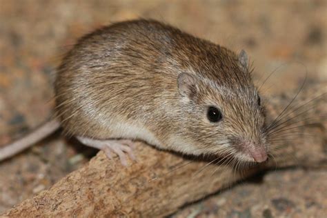 Rock Pocket Mouse (Hassayampa Ecosystems BioBlitz 2022 Species Guide ...