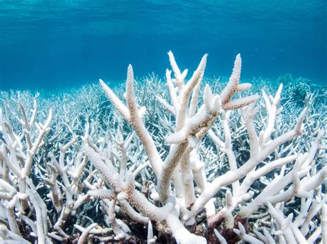 Mass Coral Bleaching Hits Australia's Great Barrier Reef | Smithsonian