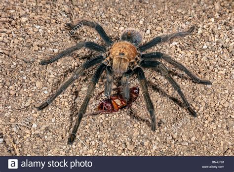 Western desert tarantula hi-res stock photography and images - Alamy