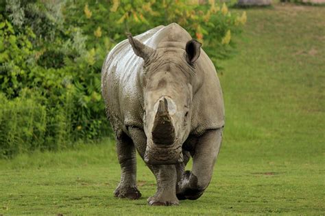 White Rhino, Toronto Zoo. #whiterhino #rhino #africansavanna #endangeredspecies #wildlife | Zoo ...
