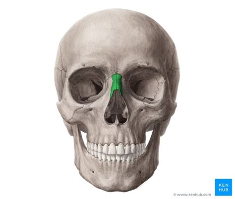 Nasal Bone Diagram | Quizlet