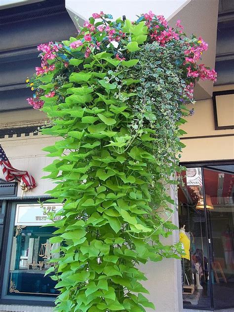 Brilliant Sweet Potato Vine Hanging Plant Wall Wire Storage Baskets