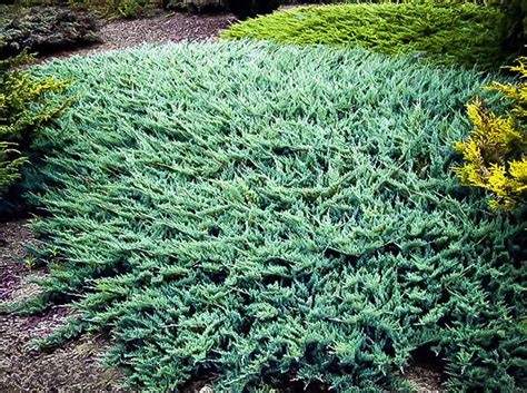 Blue Rug Juniper | Blue Rug Juniper For Sale | The Tree Center