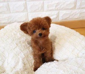 50 Teddy Bear Dog Names - The Paws