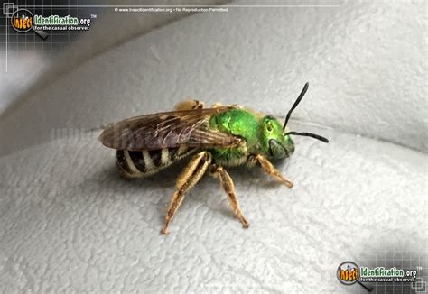 Bicolored Agapostemon Sweat Bee