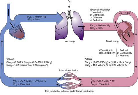 Alterations in Oxygen Transport | Basicmedical Key