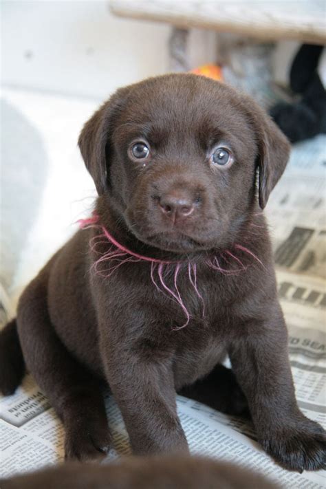 brown labrador retrievers puppy picture - Dog Breeders Guide