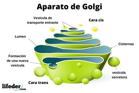 Aparato de Golgi: qué es, características, estructura, funciones