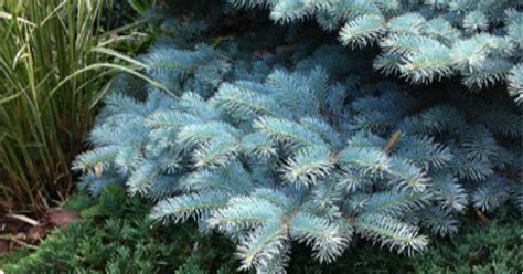 Dwarf Blue Conifers