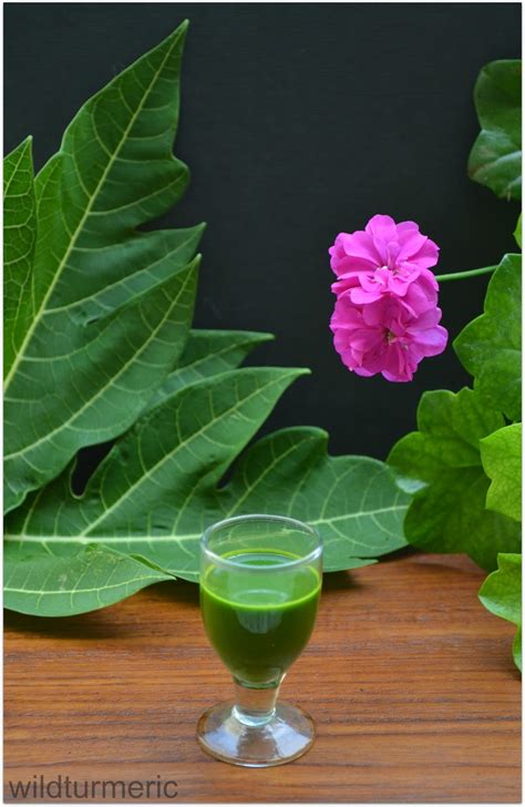 5 Top Benefits Of Papaya Leaf Juice For Dengue & Cancer + Papaya Leaf ...