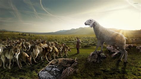 Sheep Wallpaper (63+ pictures) - WallpaperSet