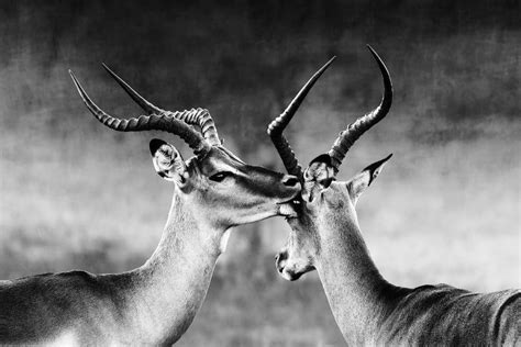 15 African Animals With Horns - Everything You Need to Know