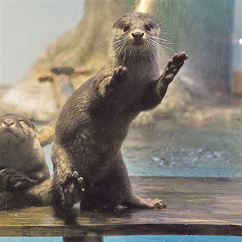 A Dancing Otter To Brighten Your Morning