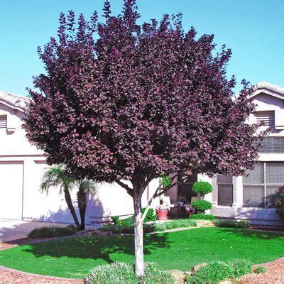 purple elm | Purple Leaf Plum | Purple leaf plum tree, Landscaping trees, Flowering plum tree