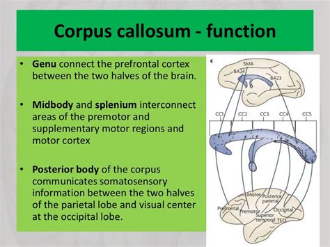 Disorders of corpus callosum