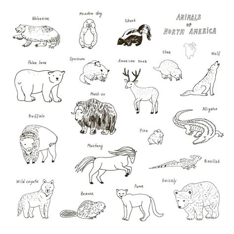 Premium Vector | Animals of north america vector illustrations set